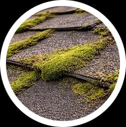 Moss growth on shingles